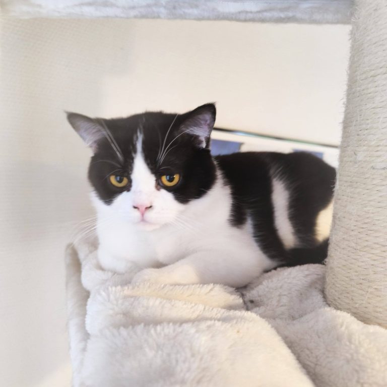 Schwarz-weißer Kater entspannt auf einem Kissen mit skeptischem Blick.