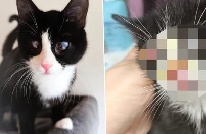 Schwarze Katze mit flauschigem Fell und großen gelben Augen, auf einer weichen Oberfläche liegend.